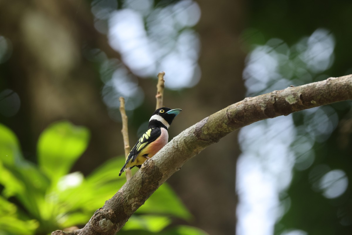 クビワヒロハシ - ML649275789