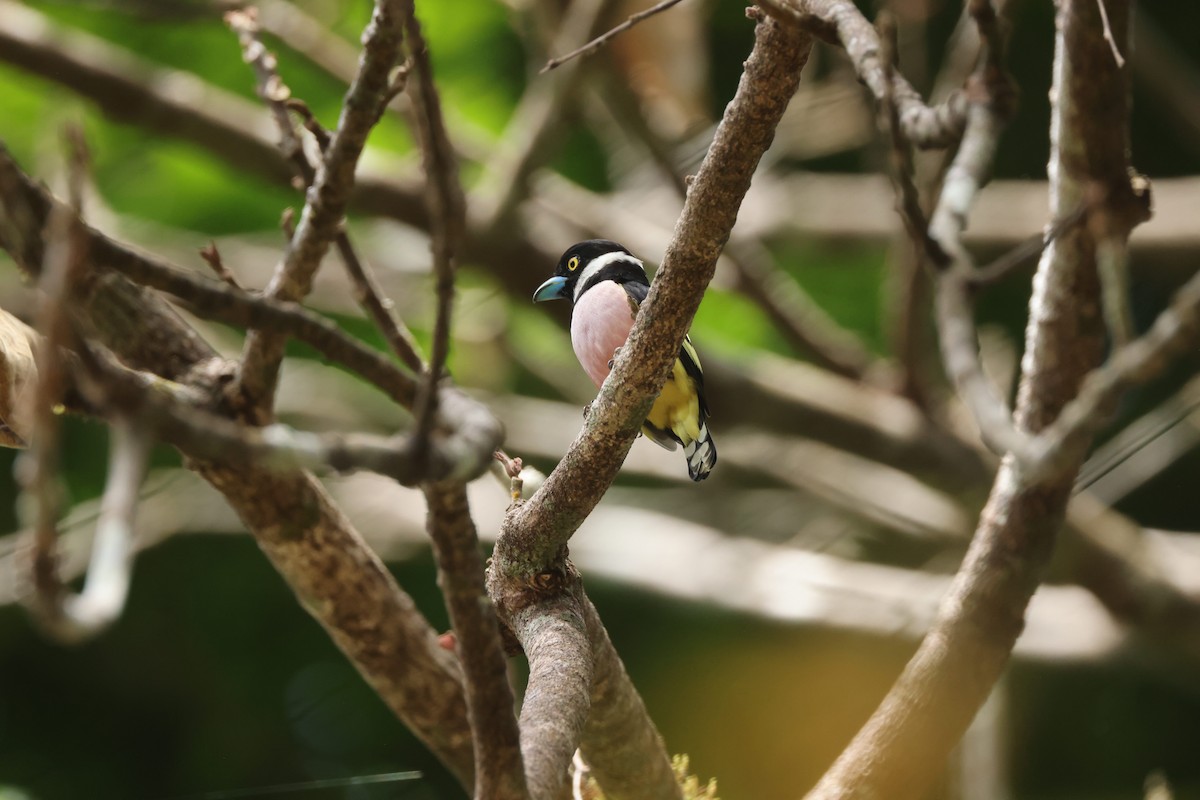 クビワヒロハシ - ML649275790