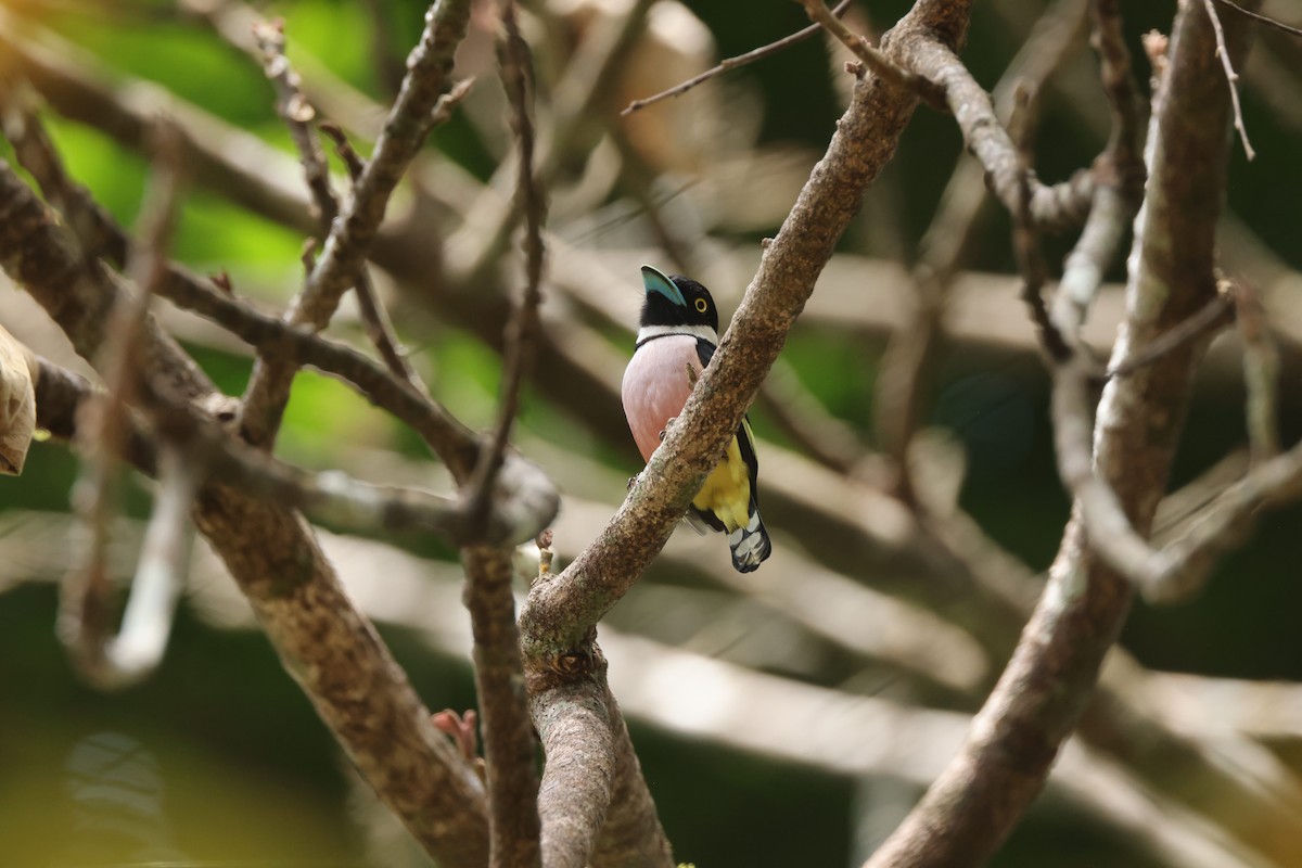 クビワヒロハシ - ML649275791