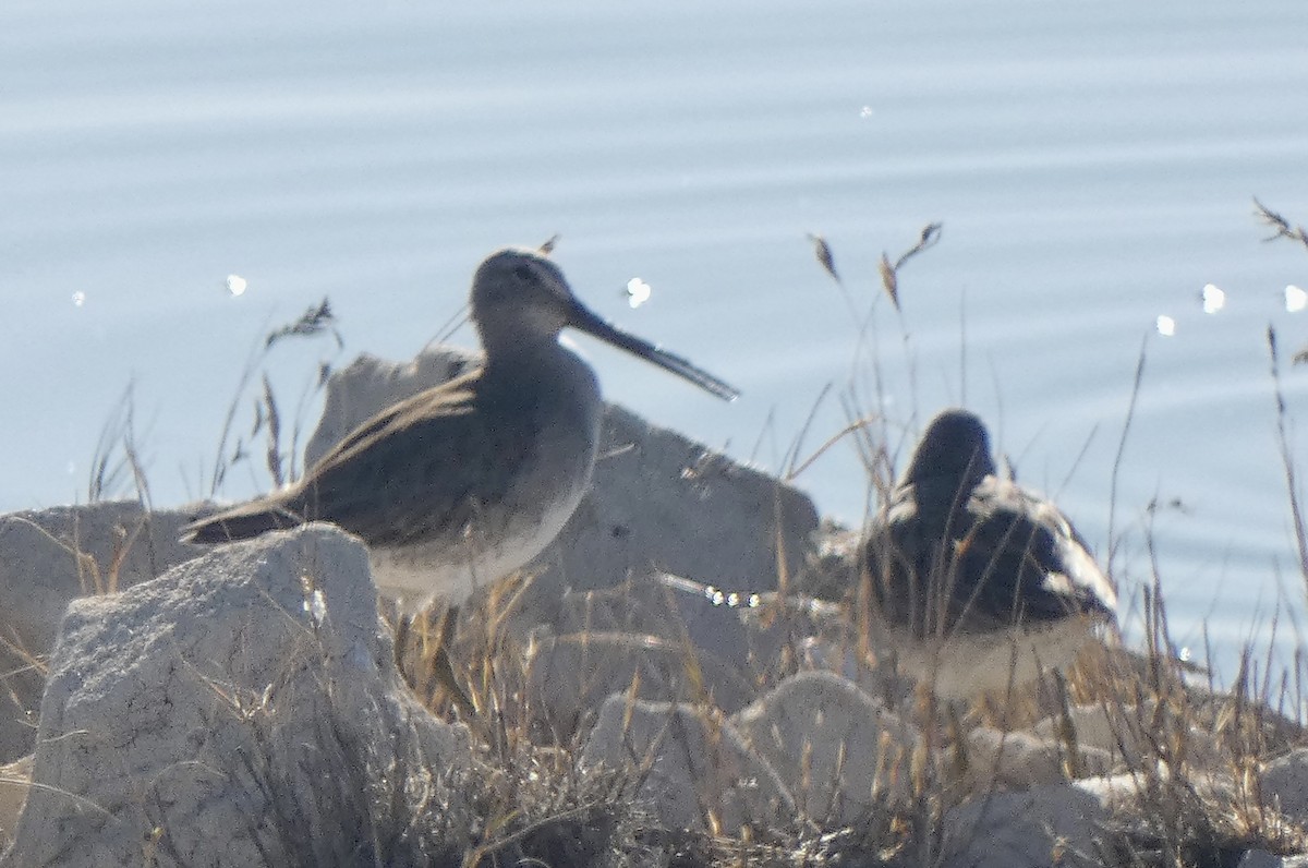 オオハシシギ - ML649275792