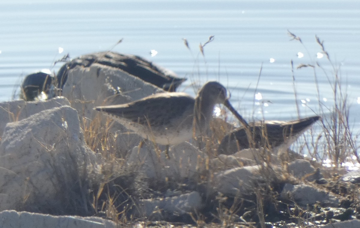 オオハシシギ - ML649275793