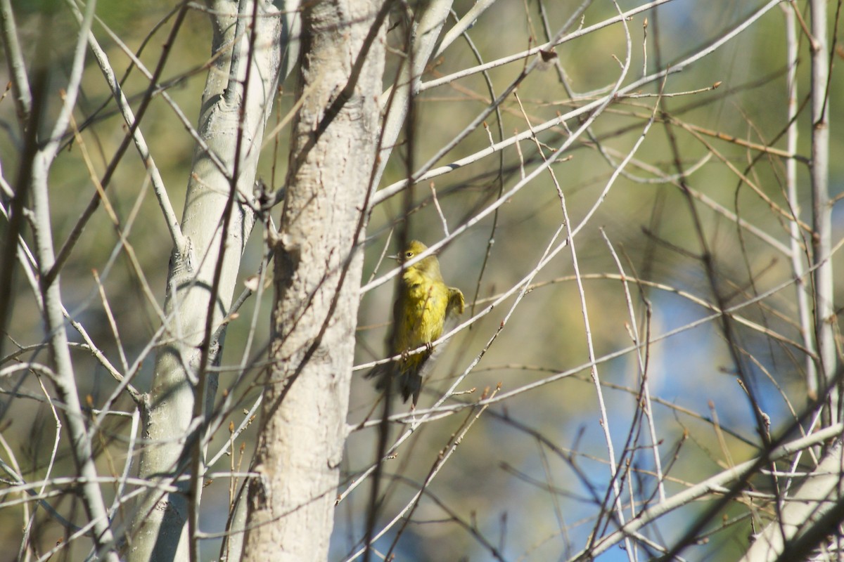 サメズアカアメリカムシクイ - ML649275795