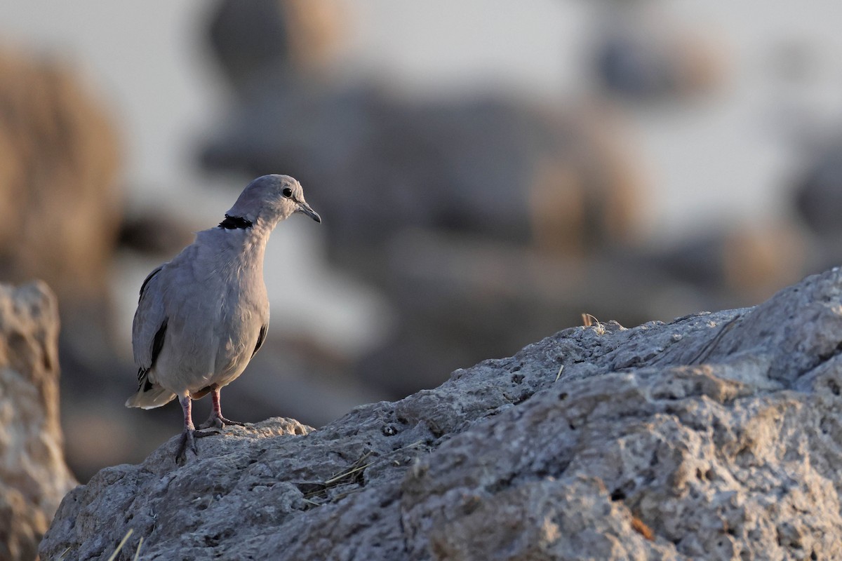 アフリカジュズカケバト - ML649275796