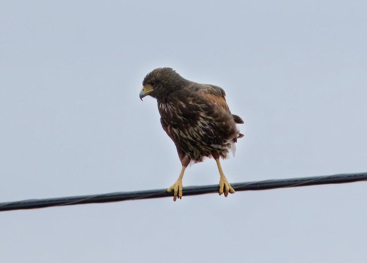 モモアカノスリ - ML649275799