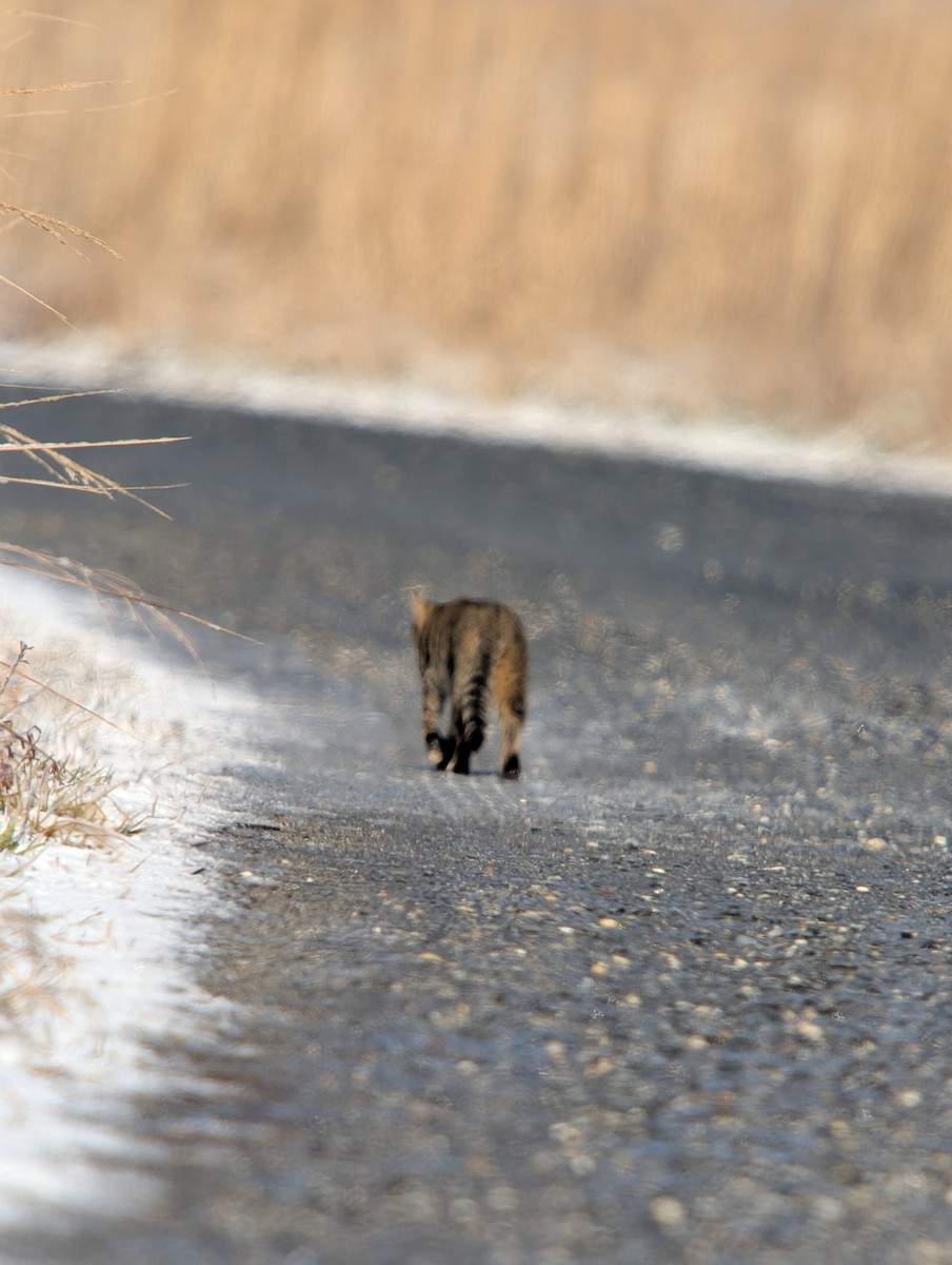 動物界 - ML649275802