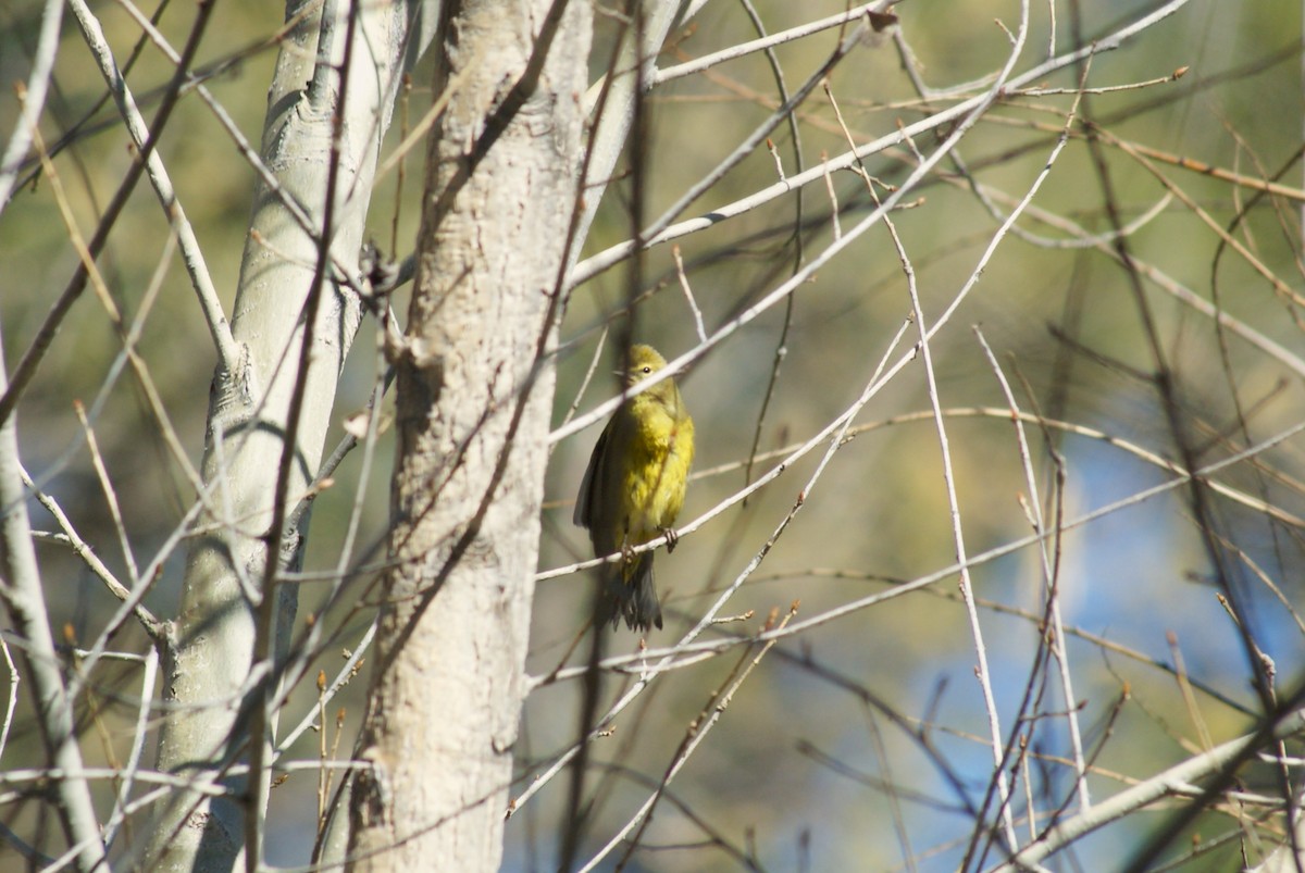 サメズアカアメリカムシクイ - ML649275803