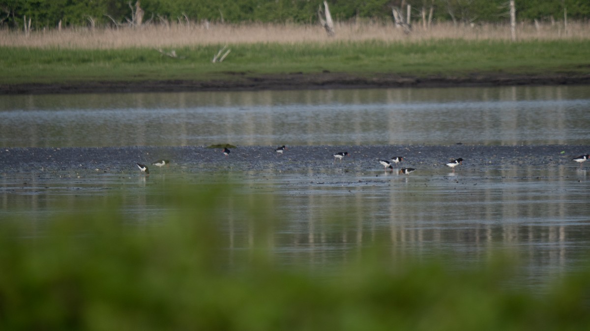 שלצדף החוף - ML649275814