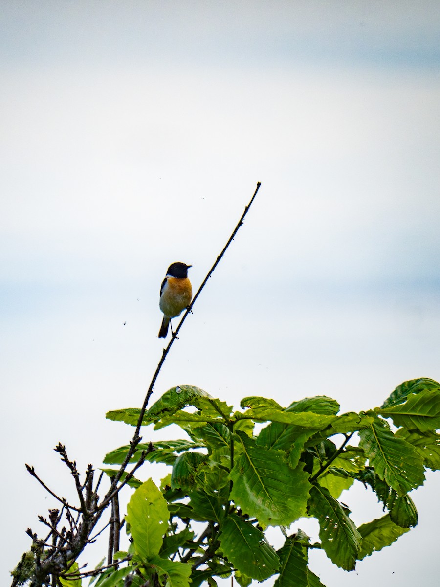 דוחל כתום-שת - ML649275831