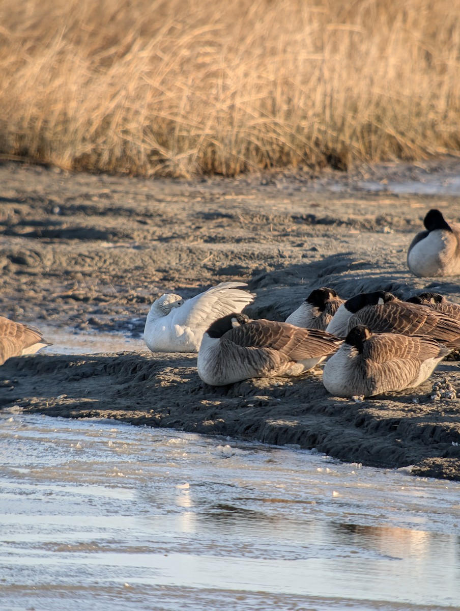 Канадская казарка - ML649275834