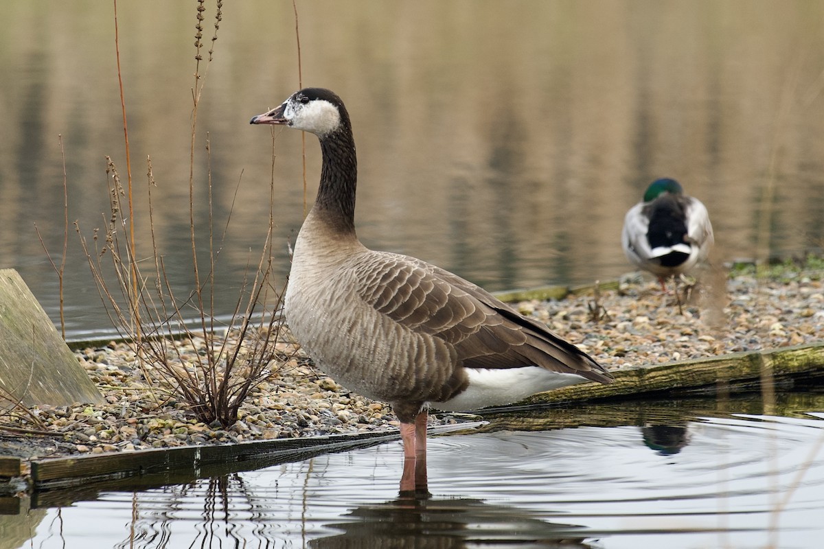 Канадская казарка - ML649275842
