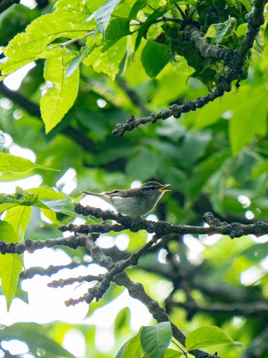 עלווית סחלין - ML649275871