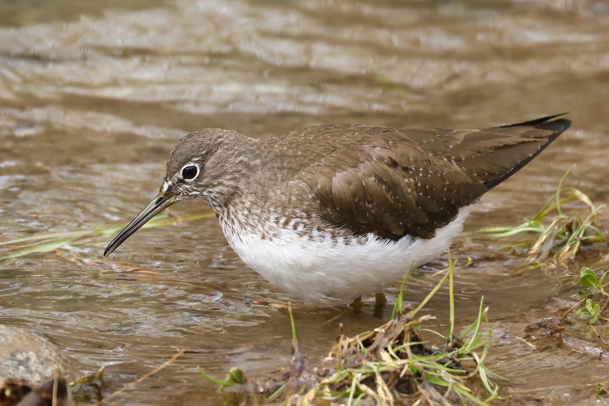 Green Sandpiper - ML649275902