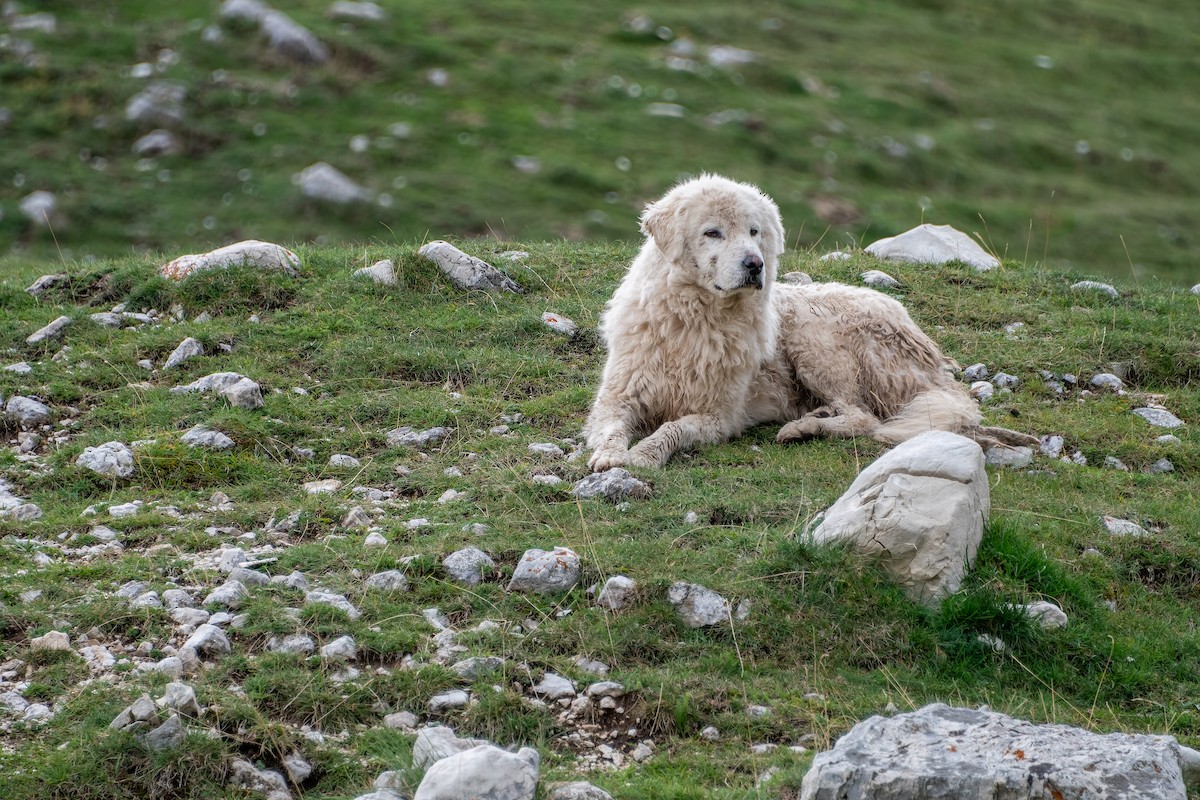 Animals - ML649275913