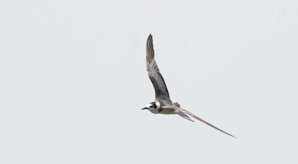 Black Tern (Eurasian) - ML649275923
