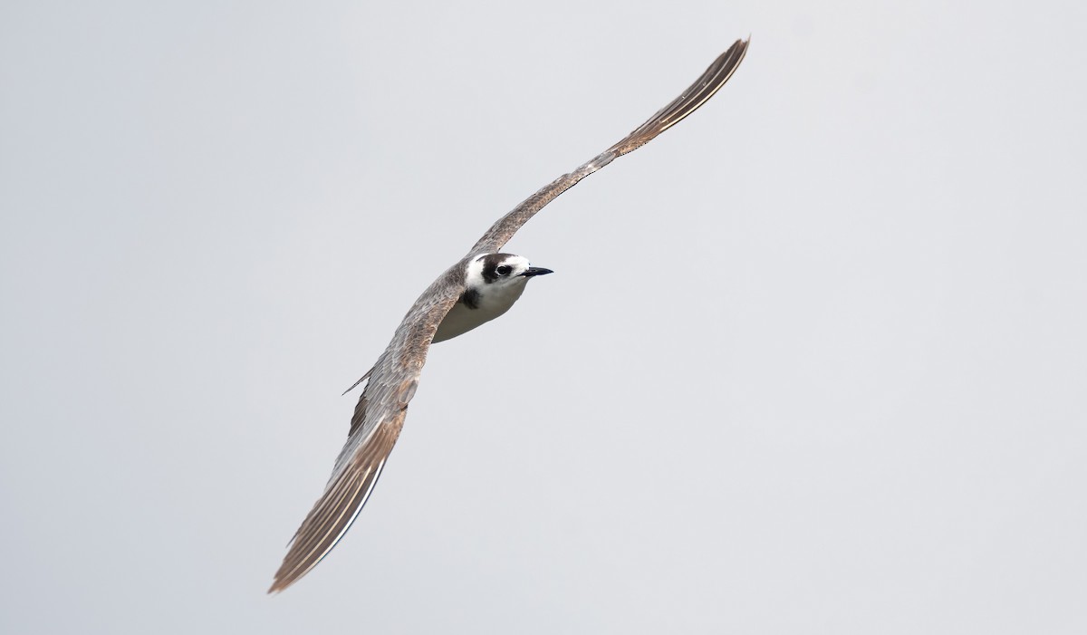 Black Tern (Eurasian) - ML649275928