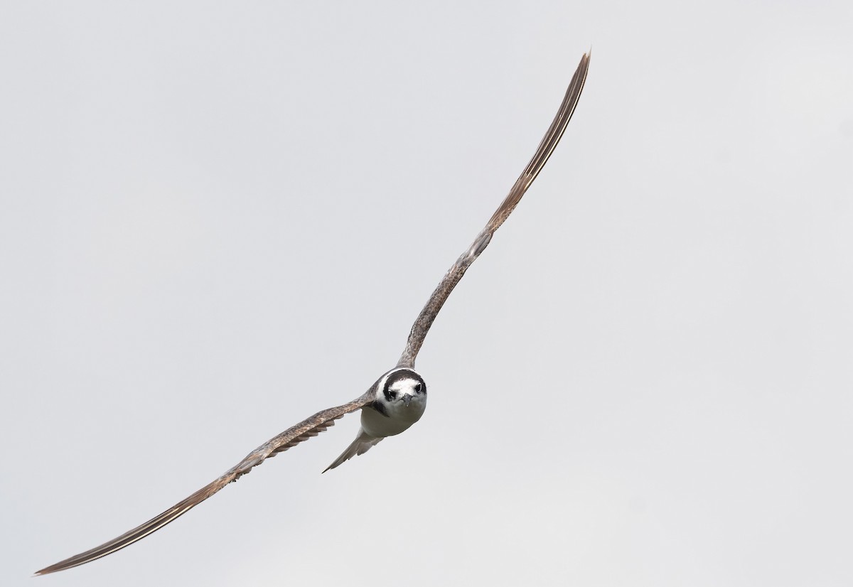 Black Tern (Eurasian) - ML649275929