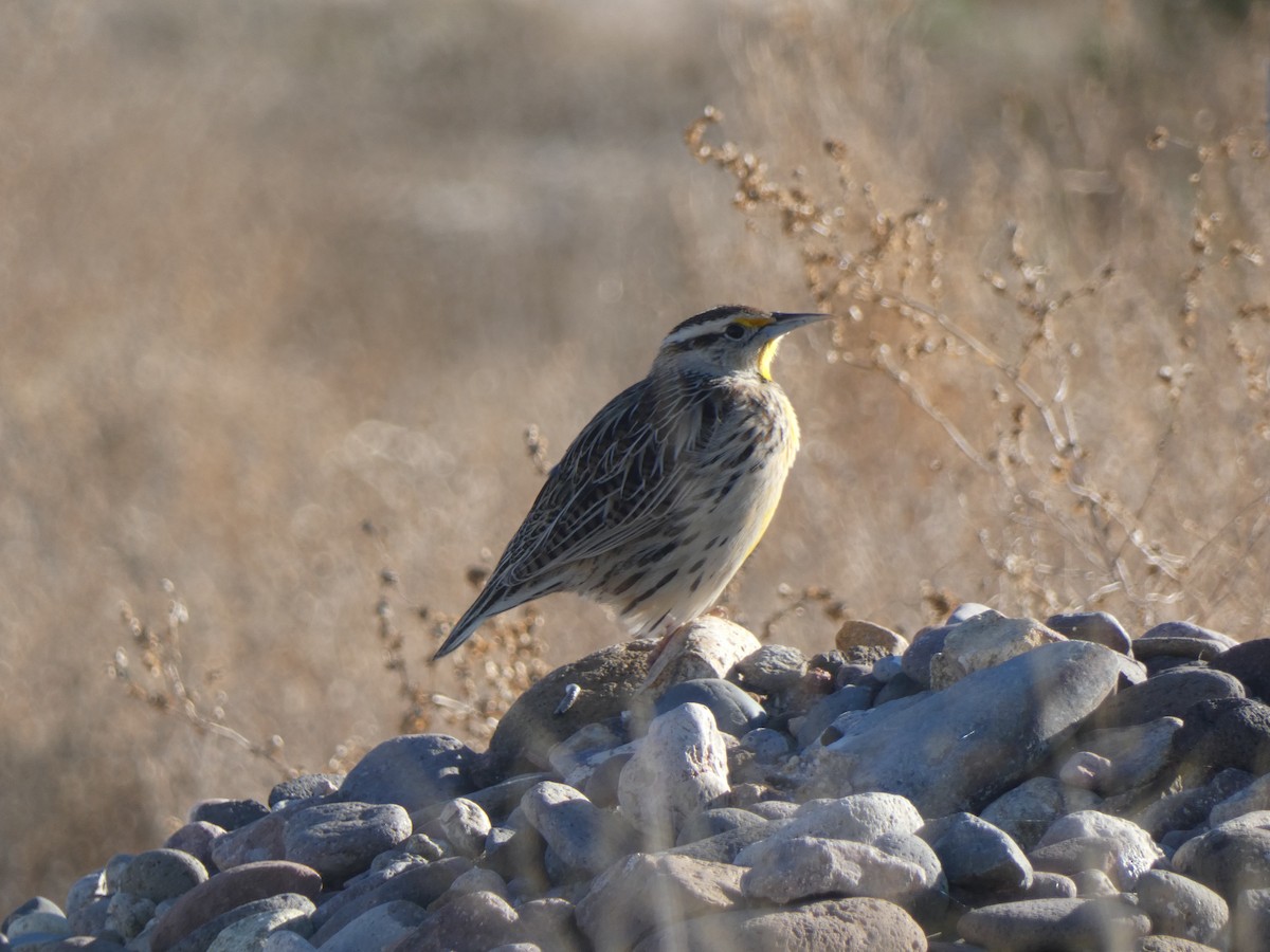 Chihuahuan Meadowlark - ML649275931
