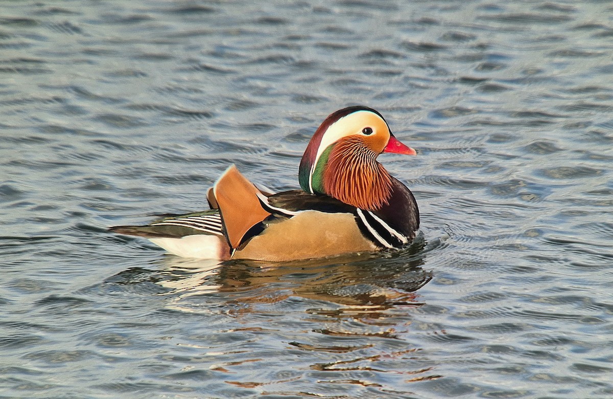 Mandarin Duck - ML649275932