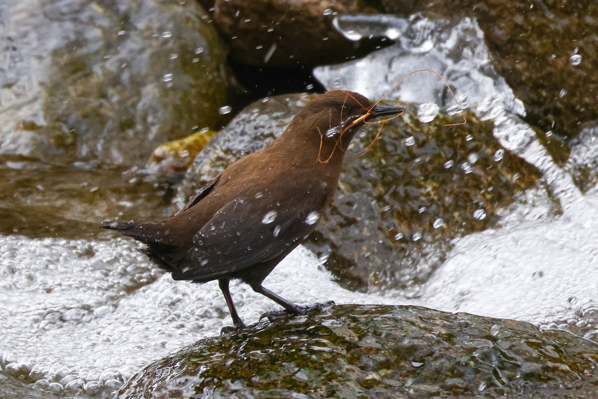 Brown Dipper - ML649275933