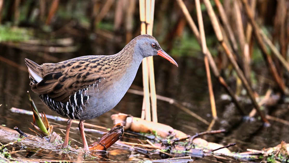 Water Rail - ML649275936