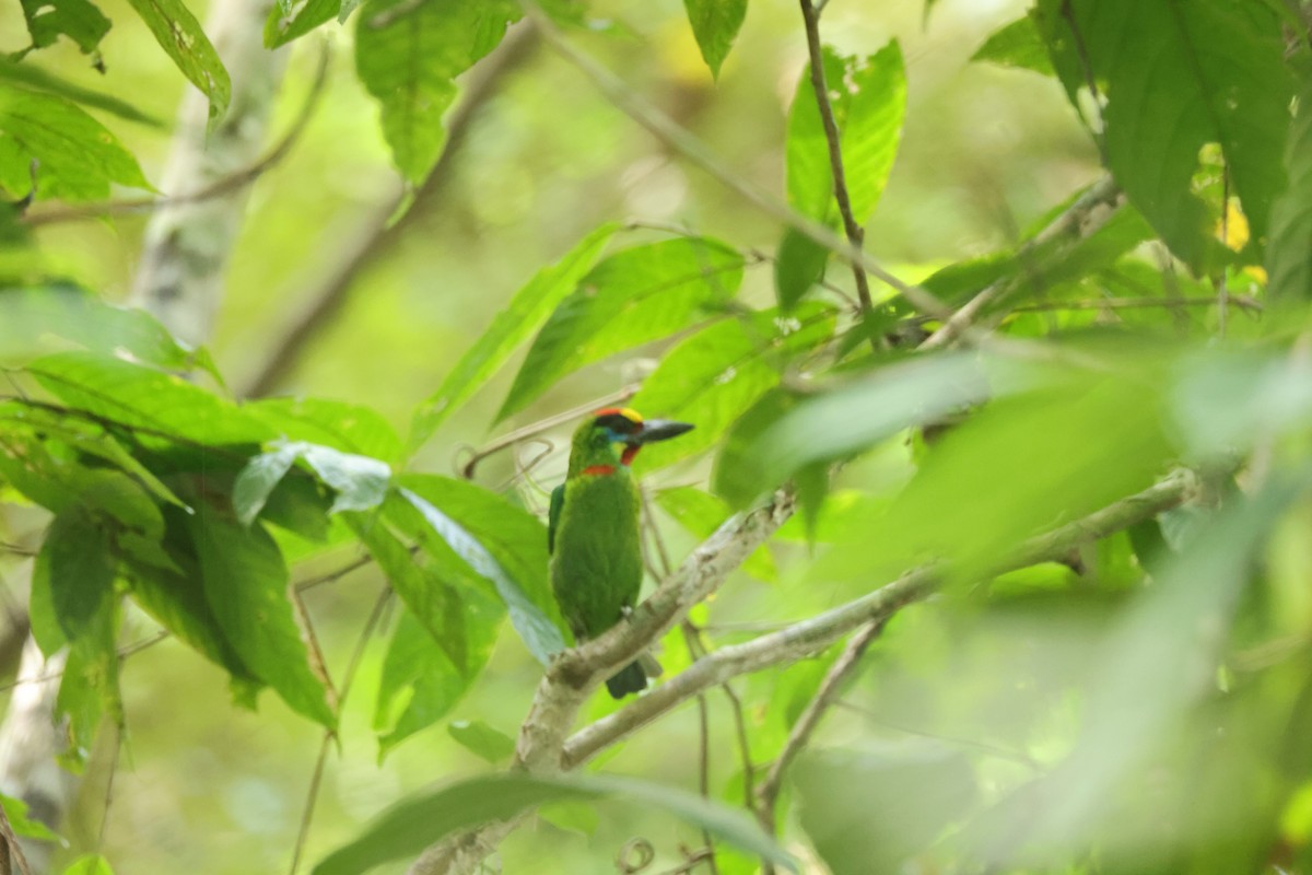 Gold-whiskered Barbet (Gold-whiskered) - ML649275937