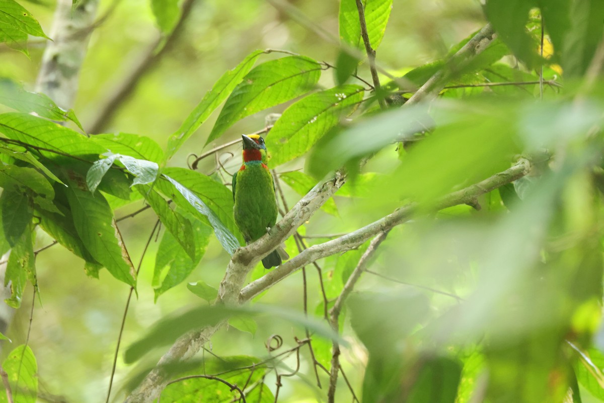 Gold-whiskered Barbet (Gold-whiskered) - ML649275938