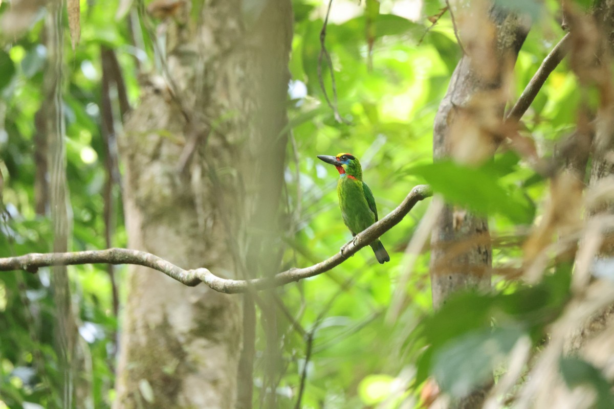 Gold-whiskered Barbet (Gold-whiskered) - ML649275939