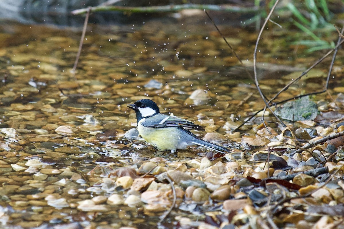 Great Tit - ML649275941