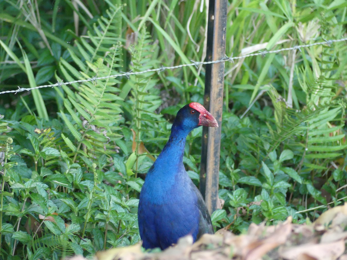 Australasian Swamphen - ML649275942