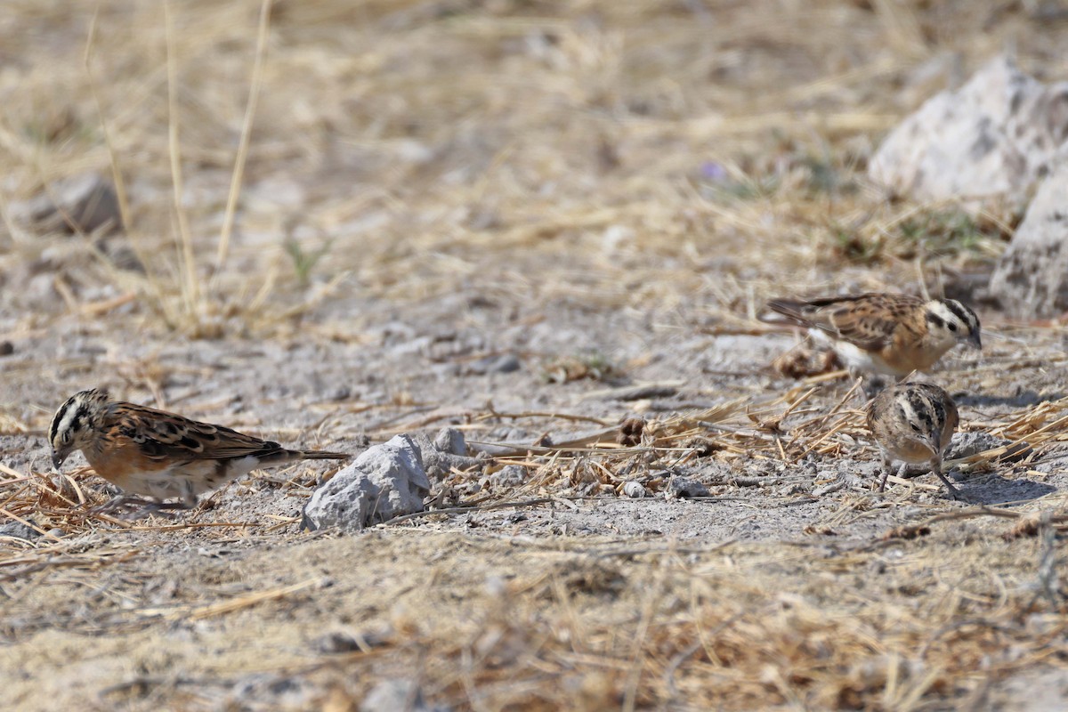 Eastern Paradise-Whydah - ML649275943
