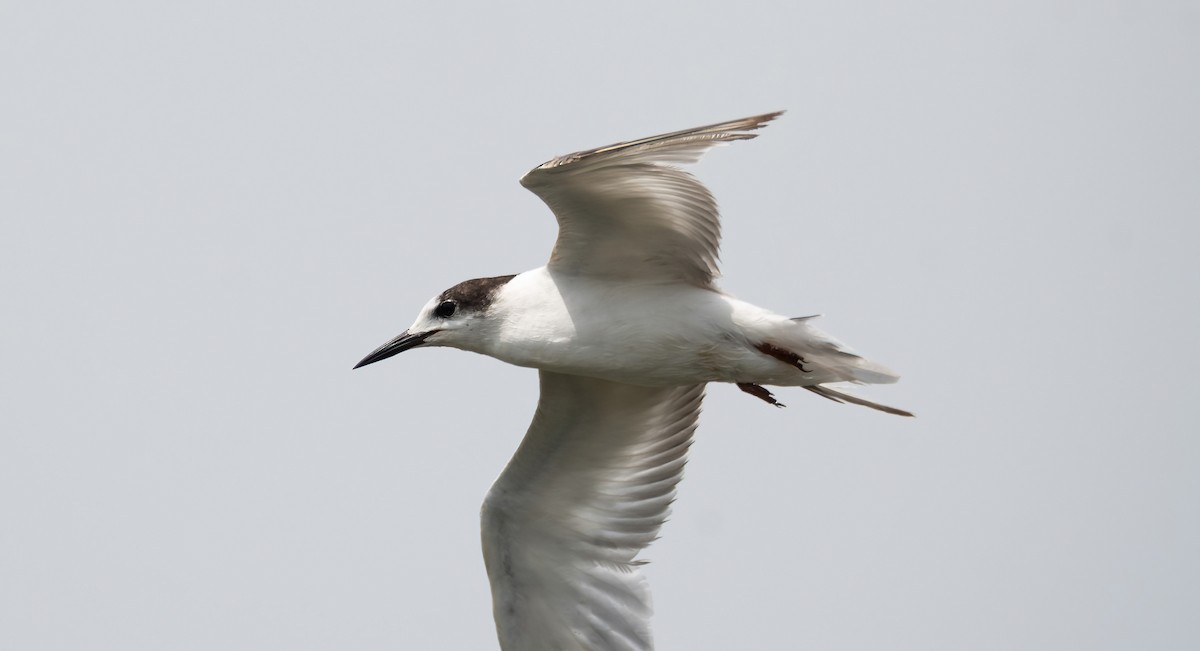 Common Tern - ML649275946