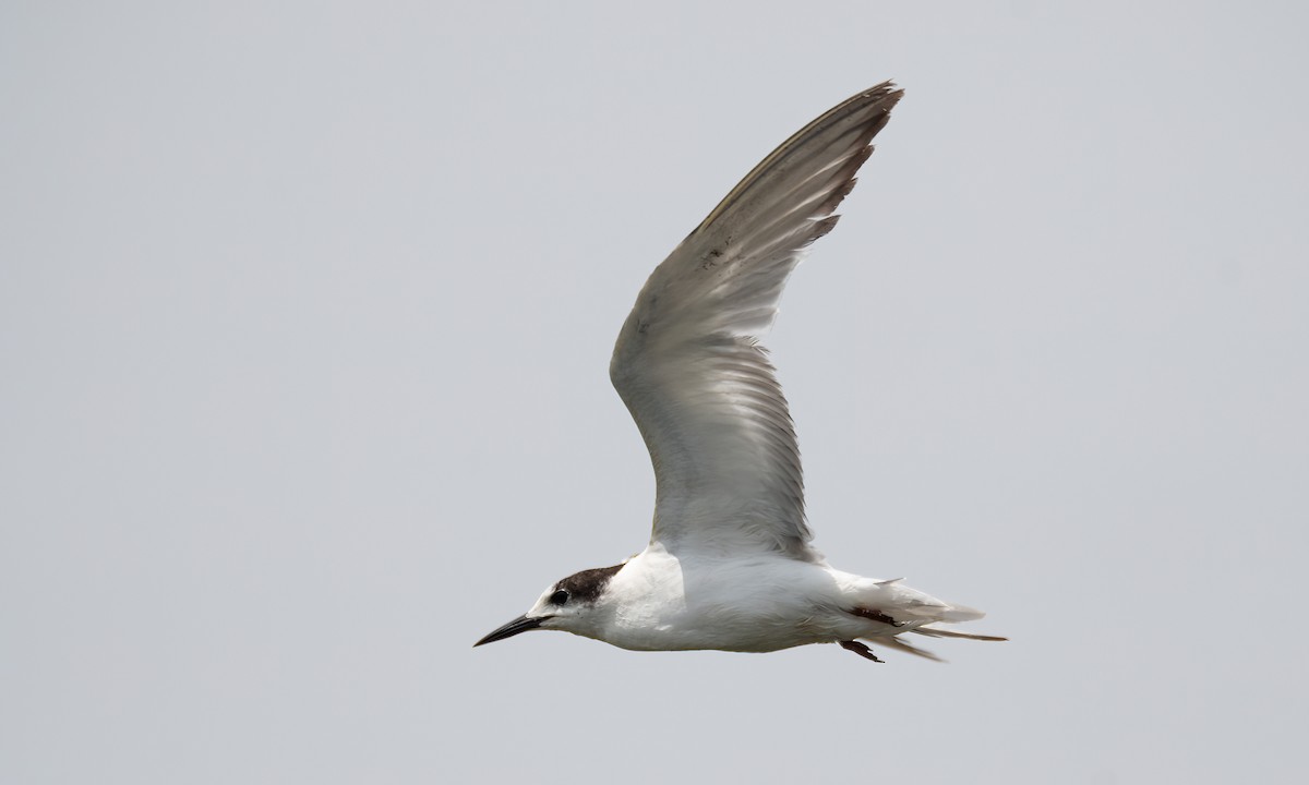 Common Tern - ML649275947