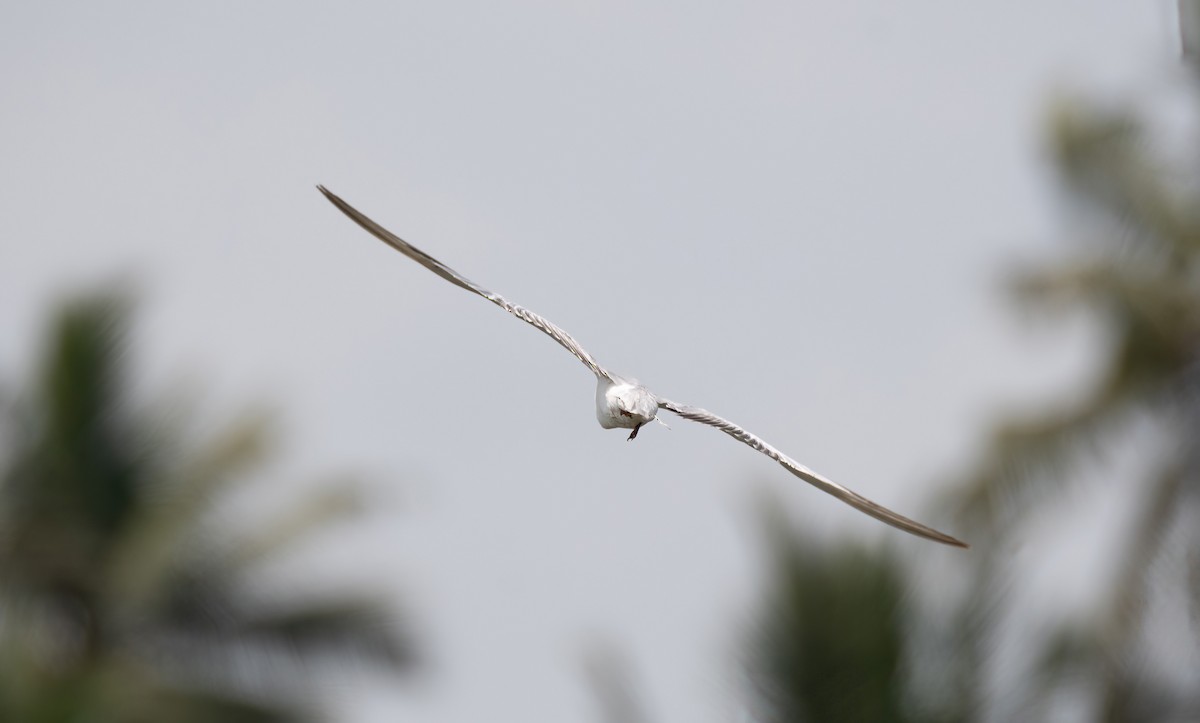 Common Tern - ML649275948