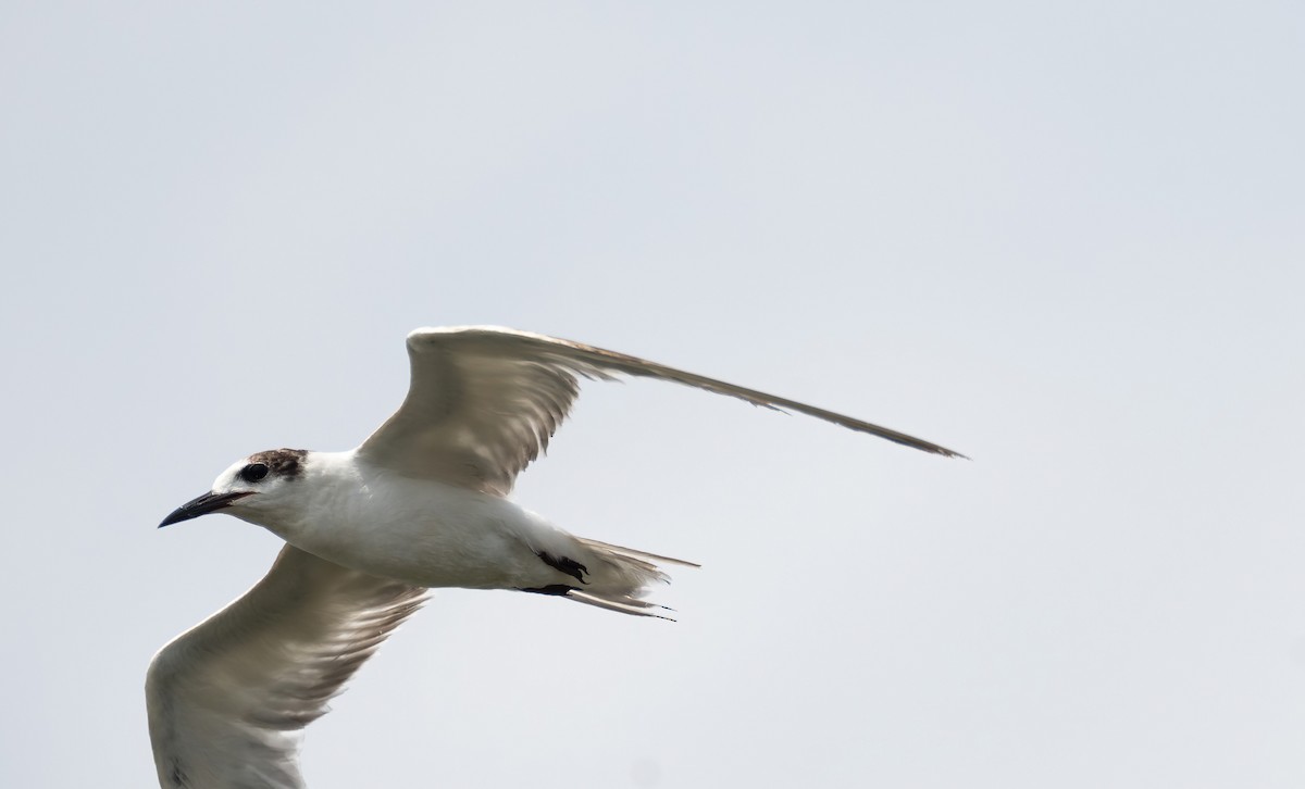 Common Tern - ML649275950