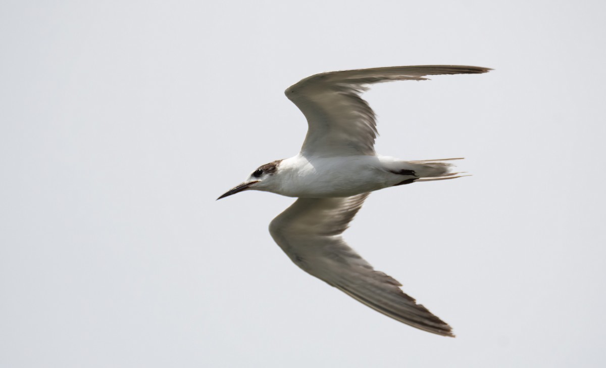 Common Tern - ML649275951