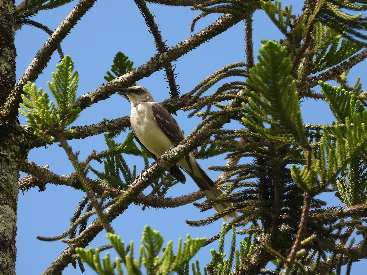 Tropical Mockingbird - ML649275952