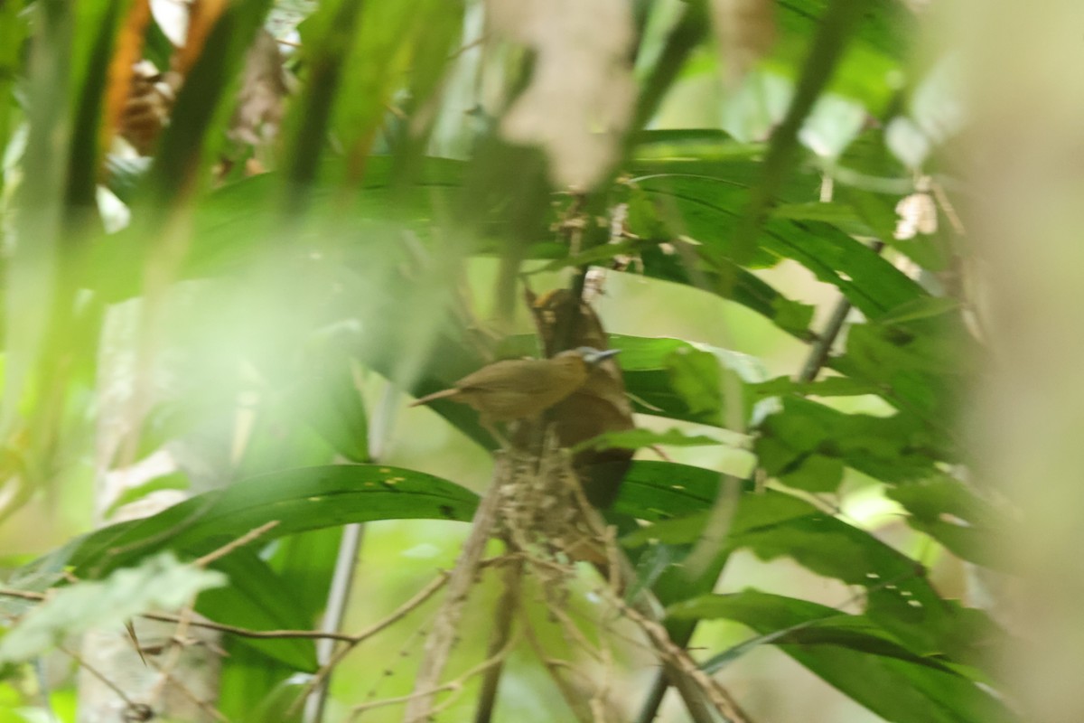 Gray-throated Babbler - ML649275953