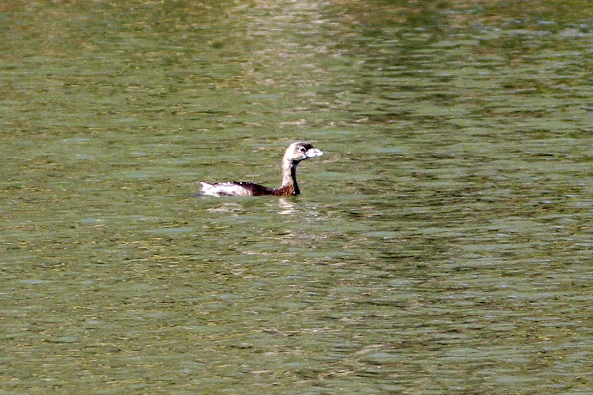 Пестроклювая поганка - ML649276408