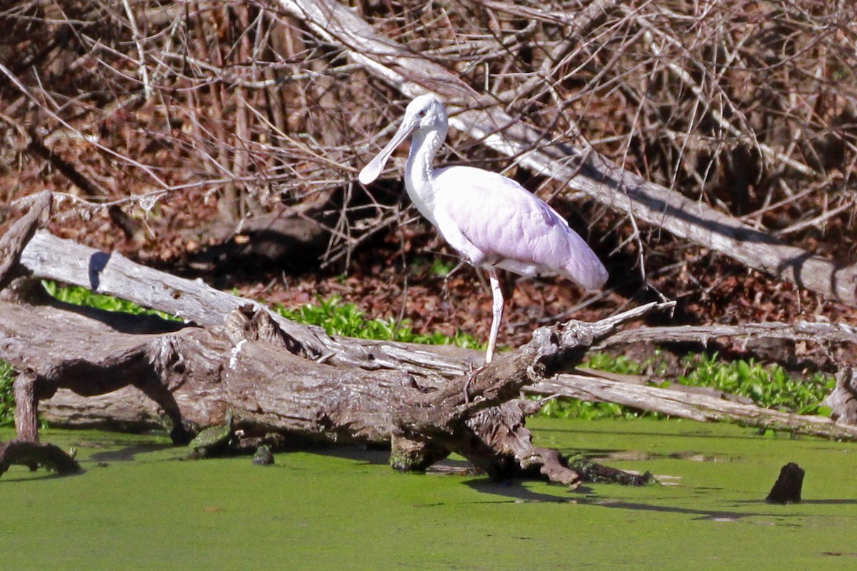 Розовая колпица - ML649276438