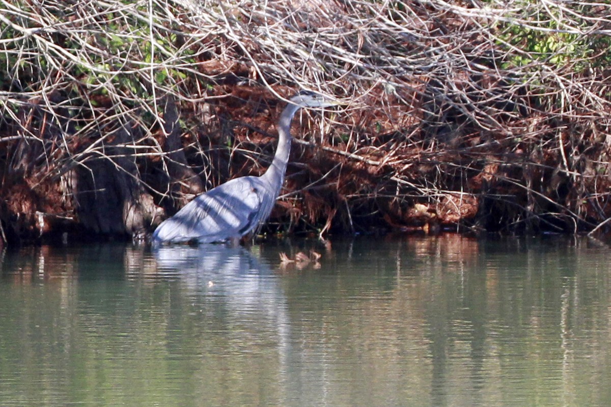 Большая голубая цапля - ML649276455