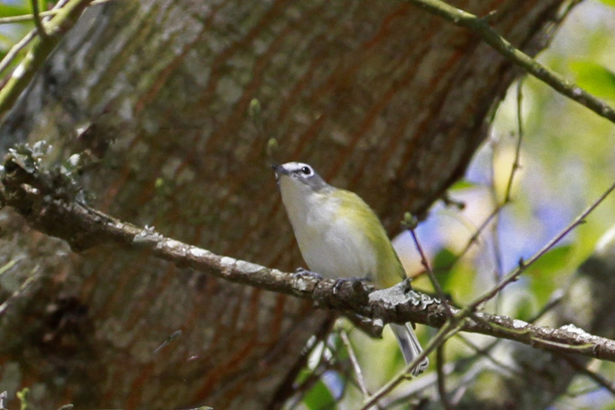 Сероголовый виреон - ML649276476