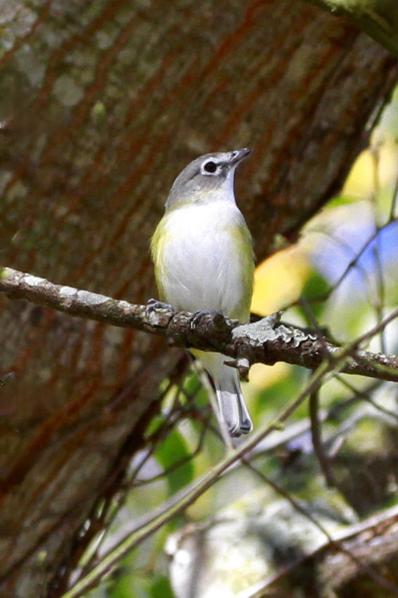 Сероголовый виреон - ML649276477