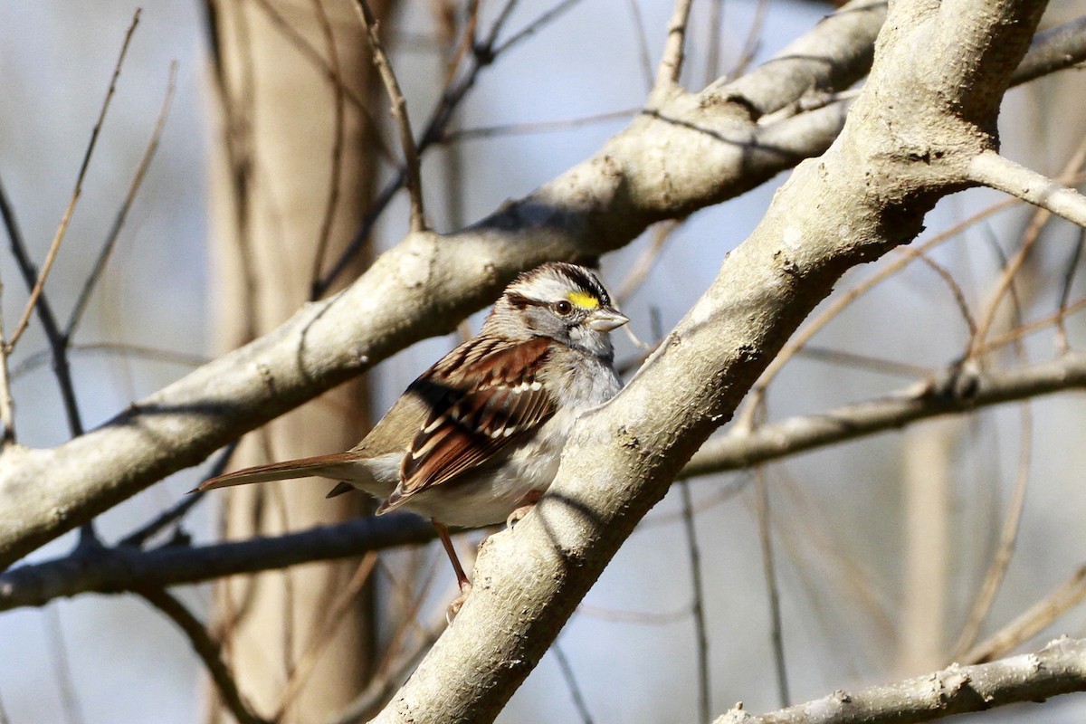 Белогорлая зонотрихия - ML649276521