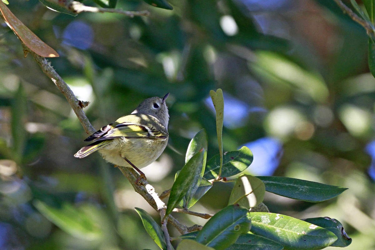 Рубиноголовый королёк - ML649276621