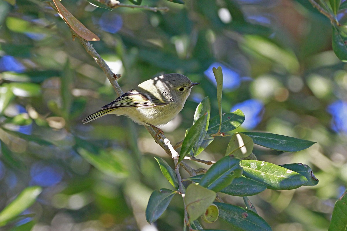 Рубиноголовый королёк - ML649276622