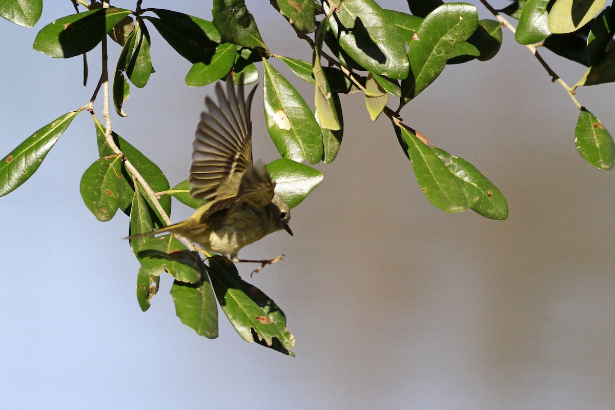 Рубиноголовый королёк - ML649276623