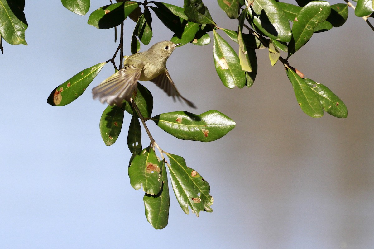 Рубиноголовый королёк - ML649276624