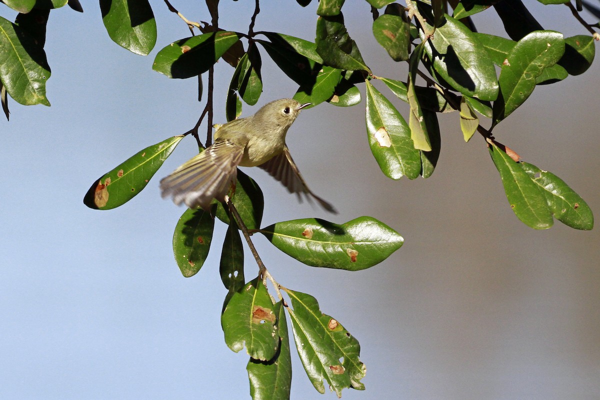 Рубиноголовый королёк - ML649276625