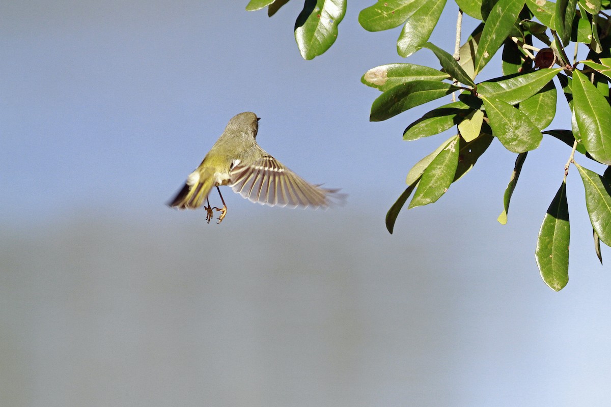 Рубиноголовый королёк - ML649276626