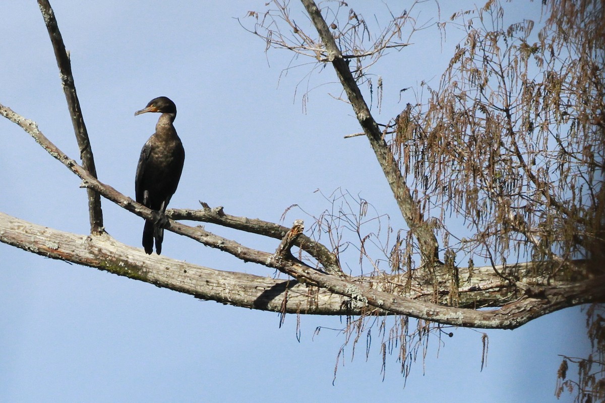 Ушастый баклан - ML649276681